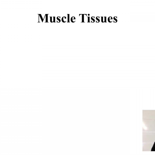 Muscle Tissue