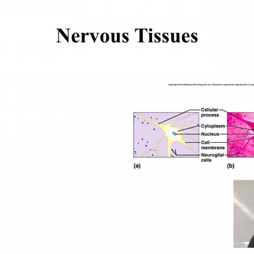 Nervous Tissue