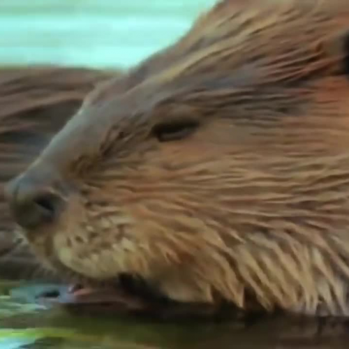 How Wolves Change the River