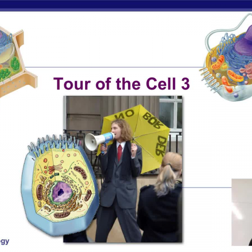 Cell Jobs 3 Making more cells