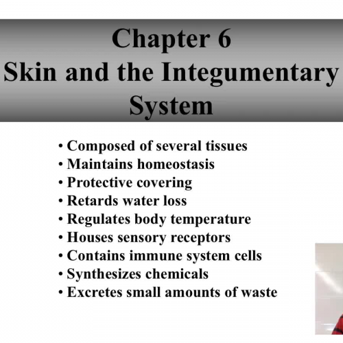 Introduction to the Integumentary System