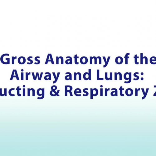 Gross Anatomy of the Airway and Lungs