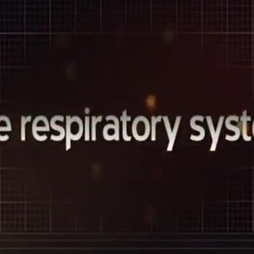 The Respiratory System