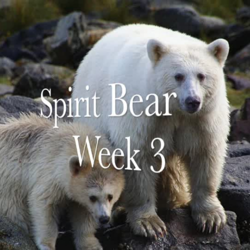 Touching Spirit Bear Spelling Test