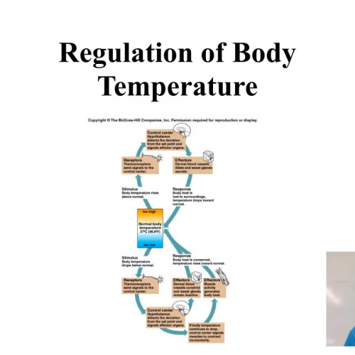 The role of the skin in temperature regularion