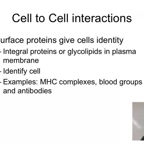 Cell interactions and junctions