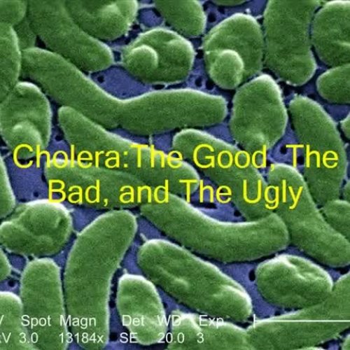 Cholera PSA