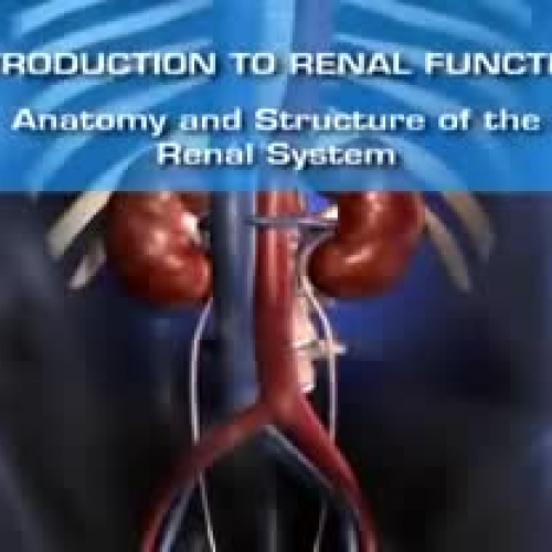 The Renal System - introductory overview