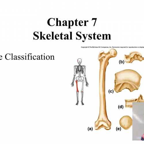 Introduction to the Skeletal System