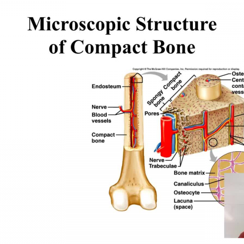 Bone tissue