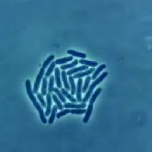 Bacteria Growth