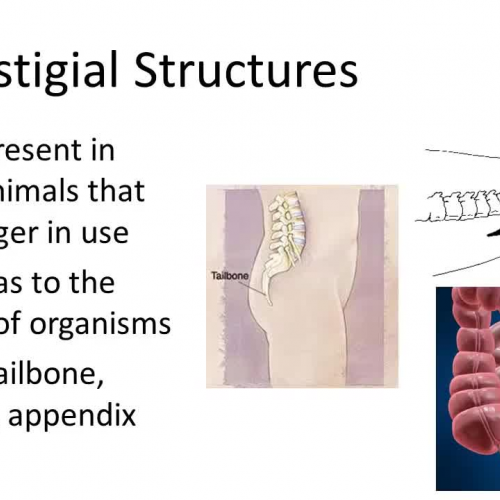 Homologous Structures