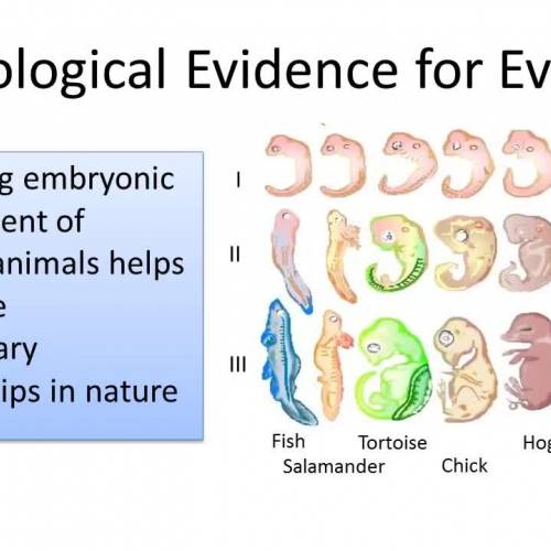 Embryo Evidence