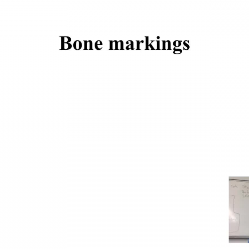 Bone Markings