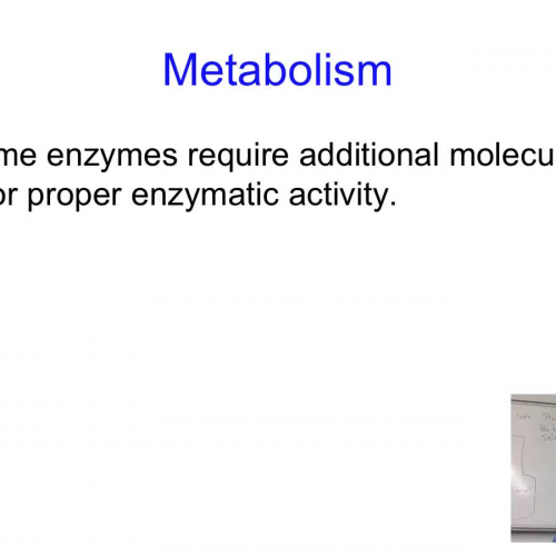 Metabolism