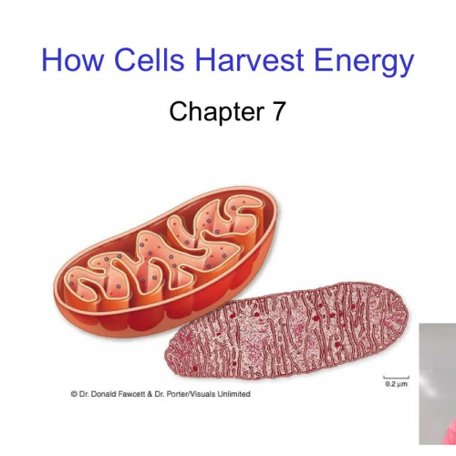 Overview of cellular respiration