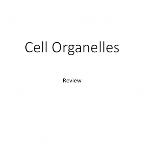 Self Paced Learning Project - Ogle