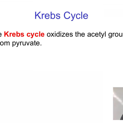 Krebs Cycle