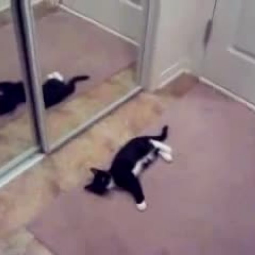 Kitten attacks mirror 