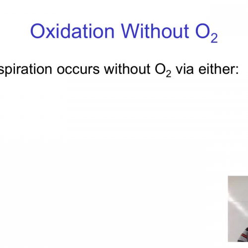 ATP production without oxygen