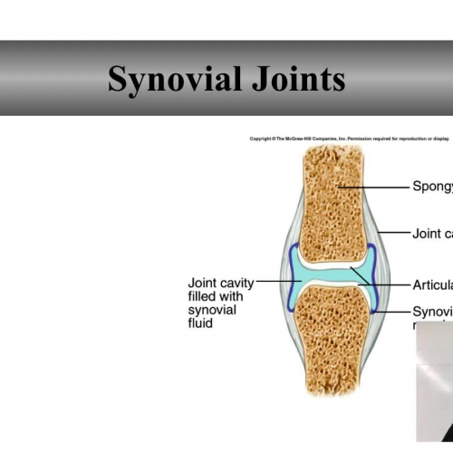 Synovial joints structure and function