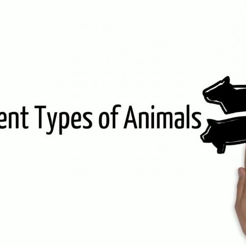 Different types of animals - mysimpleshow 