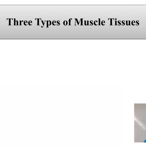 Skeletal muscle structure