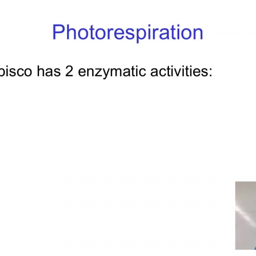 C4 and CAM photosynthesis