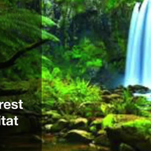 Rainforest Group - Ines, Jia, Madeline