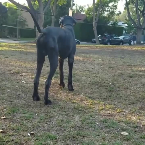 Coloring, Dinosaurs, Snails, and an Awesome Trampoline Park! | LiLAbby Weekly Adventures