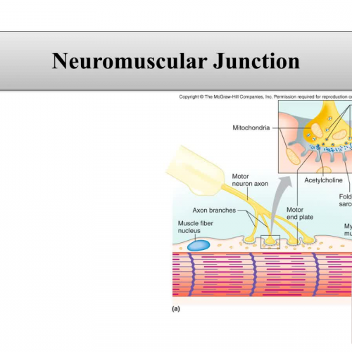 Neuromuscular junction