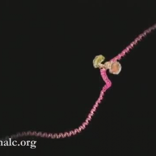 DNA Transcription (Advanced)