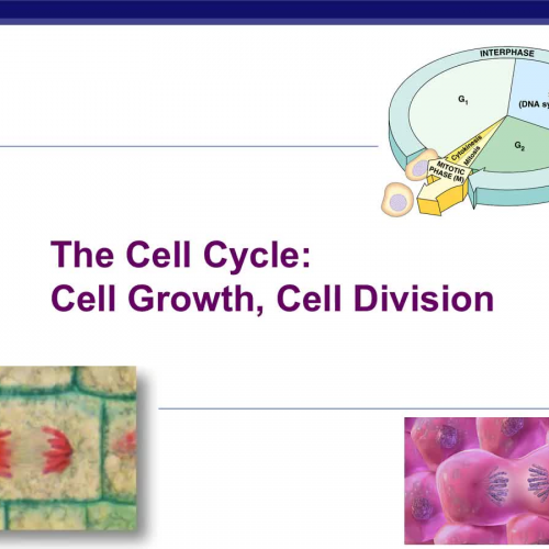 Why do cells divide