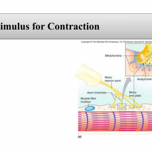 Muscle Contraction