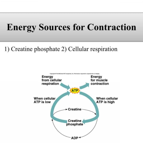 Energy for Muscle Contraction