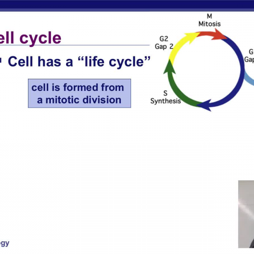 Cell Cycle