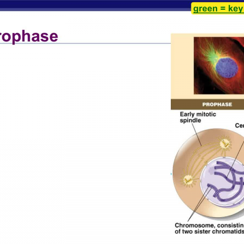 Mitosis and Cytokinesis