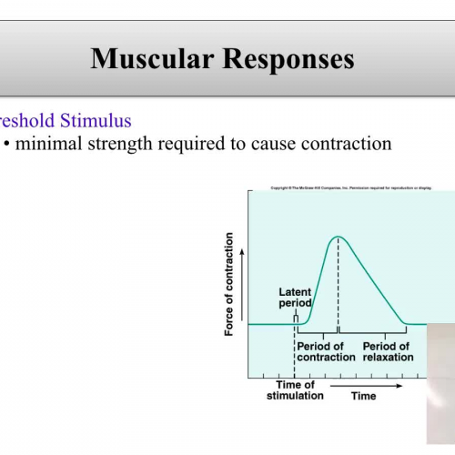 Muscle Contraction 2