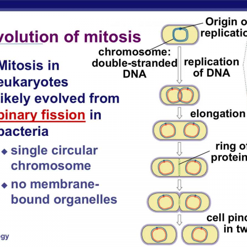 Evolution of Mitosis