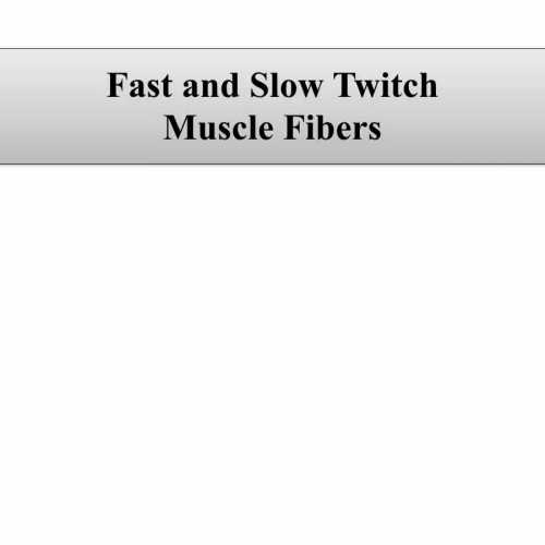 Types of muscle tissue and fibers