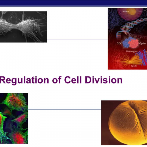 Introduction to Cell Cycle Control