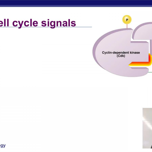 Cell cycle signals