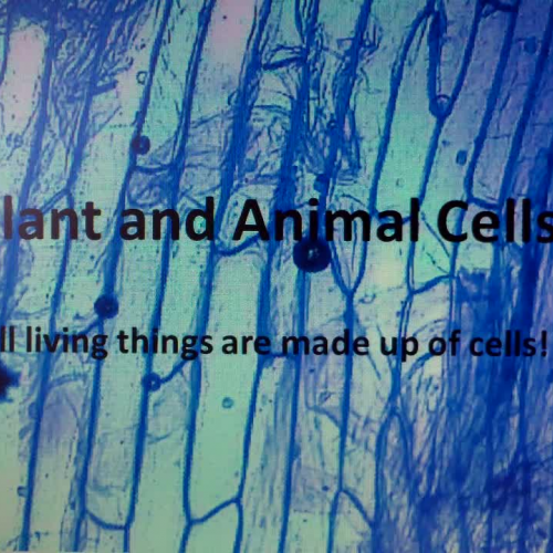 Plant and Animal Cells