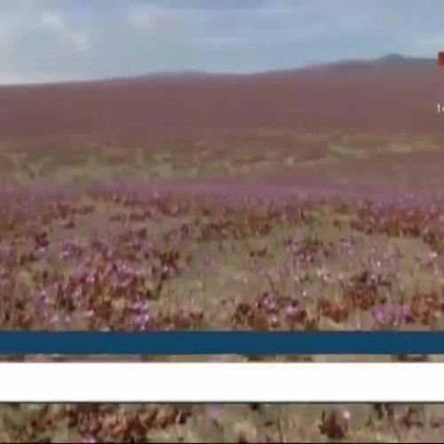 Desert in Bloom