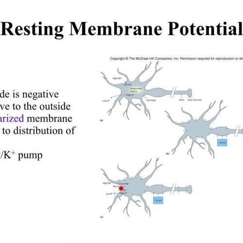 Action Potential