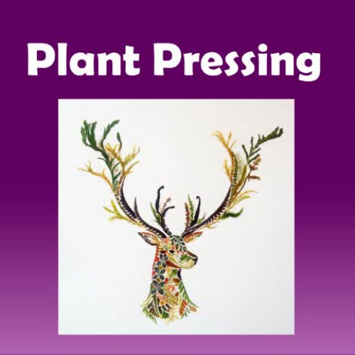 Plant Pressing