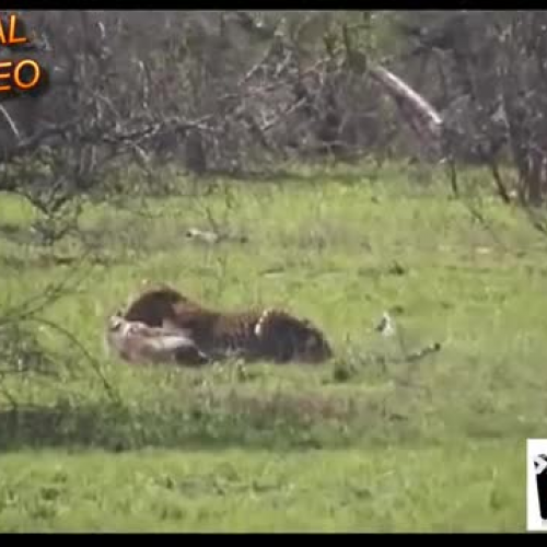 Wild Attacks of Animals