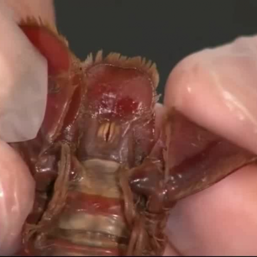 Crayfish External Anatomy