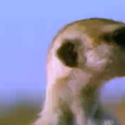 M is for Meerkat