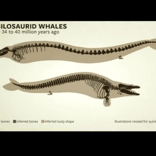 ¿Cuál es la evidencia de la evolución?